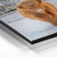 Highland Cow, Johnsons Alupanels