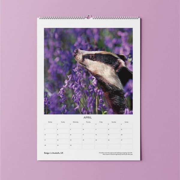 Andy Rouse Badger Wildlife Photography Calendar | Johnsons Bespoke Calendars