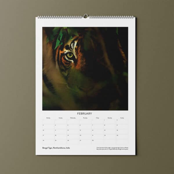 Andy Rouse Bengal Tiger Wildlife Photography Calendar | Johnsons Bespoke Calendars