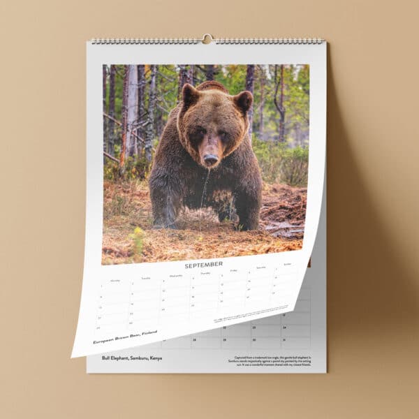 Andy Rouse Brown Bear Wildlife Photography Calendar | Johnsons Bespoke Calendars