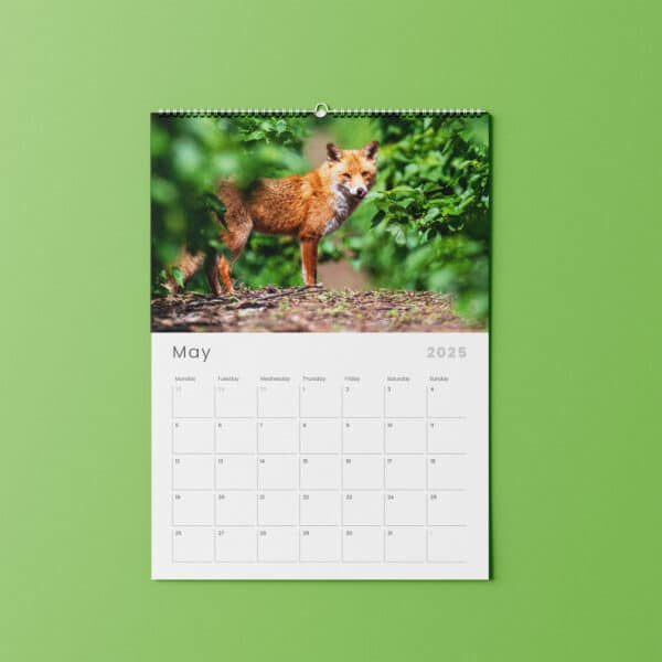 Chris Reekie fox wildlife photography calendar | Johnsons Bespoke Calendars