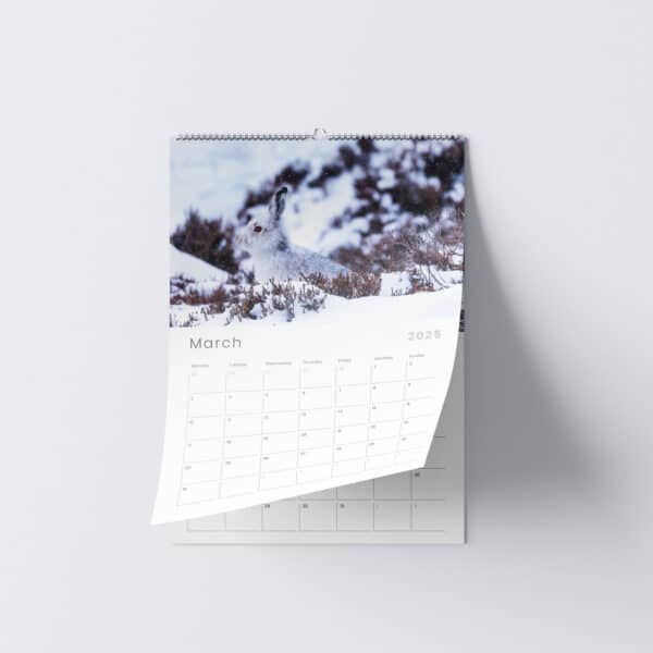 Chris Reekie rabbit wildlife photography calendar | Johnsons Bespoke Calendars