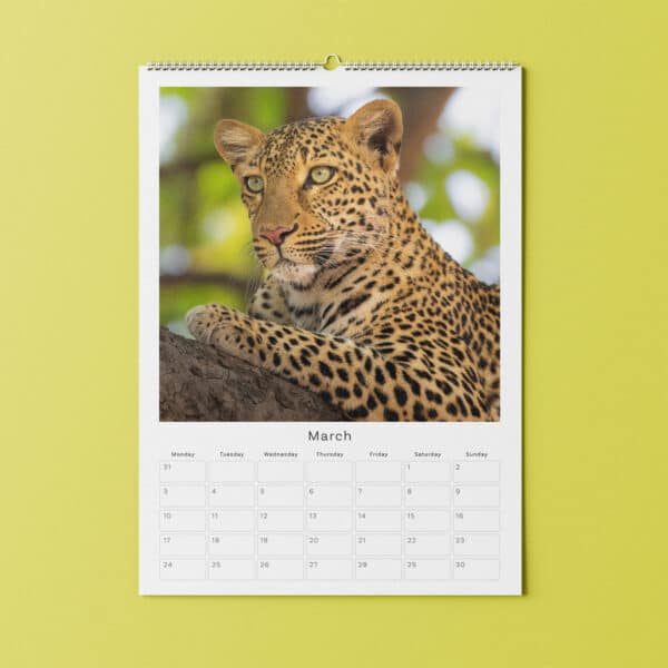 Hannah Stitfall cheetah Wildlife Bepsoke Calender | Johnsons Bespoke Calendars