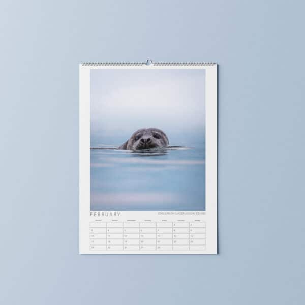 Jack Cornish Seal Wildlife Photography | Johnsons Calendars