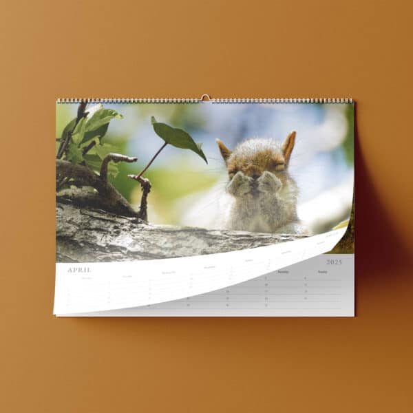 Wildlife Calendar 2025 Phil Morgan Squirrel | Johnsons Bespoke Calendars